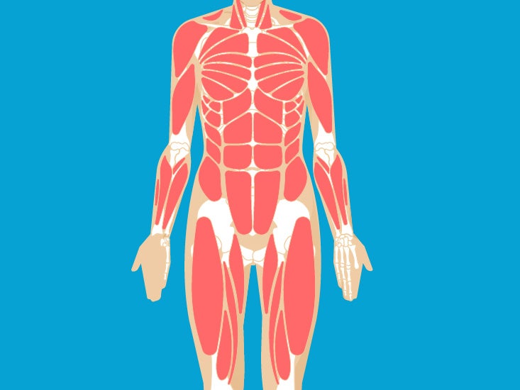 Teres Minor Funktion, Anatomie & Diagramm | Körperkarten