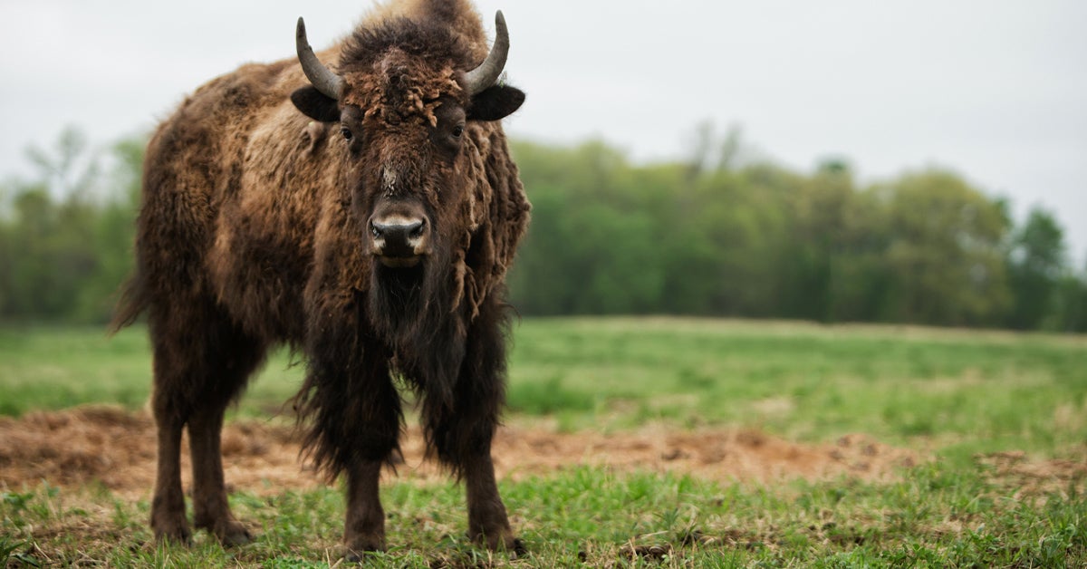 Bison Meat: Nutrition, Benefits, and How It Compares