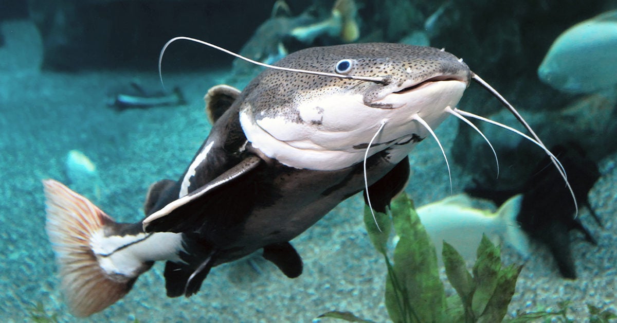 Is Catfish Healthy? Nutrients, Benefits, and More
