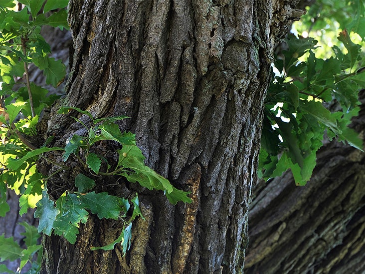 Oak Bark Benefits, Dosage, Side Effects, and More