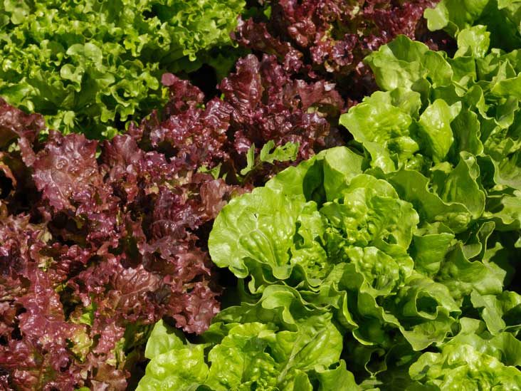 9 Health and Nutrition Benefits of Red Leaf Lettuce