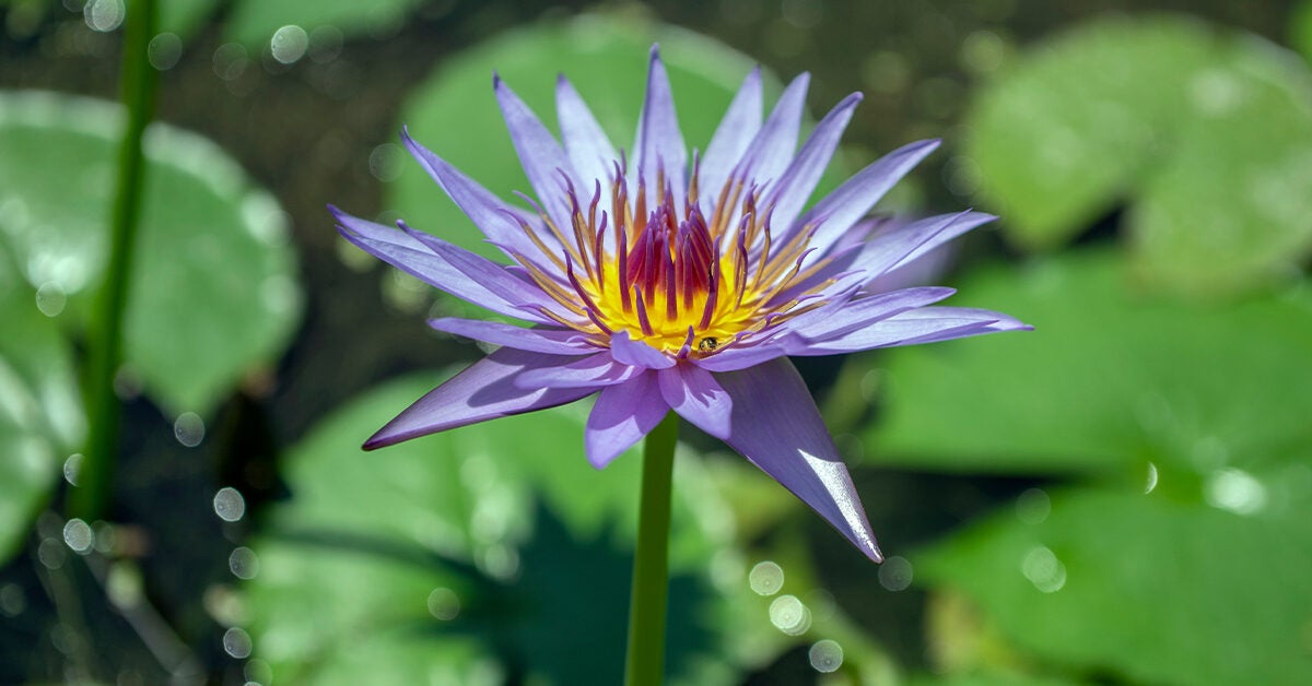 Blue Lotus Flower Uses Benefits And Safety 2297