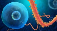 Ebola Virus And Disease