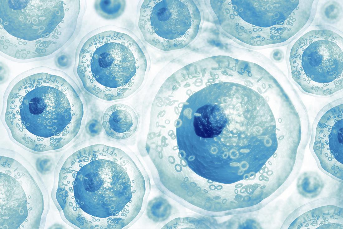 Cell potency - Wikipedia