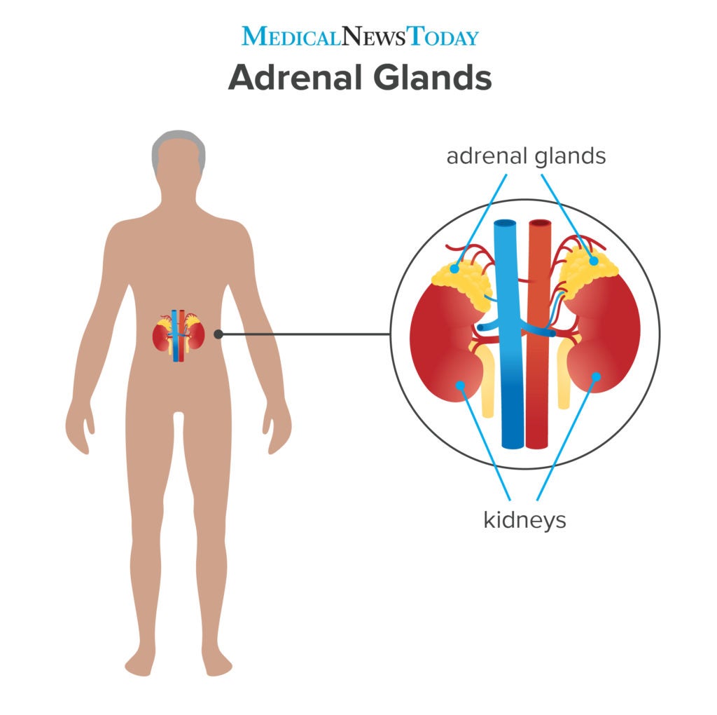 what hormone does adrenal gland produce