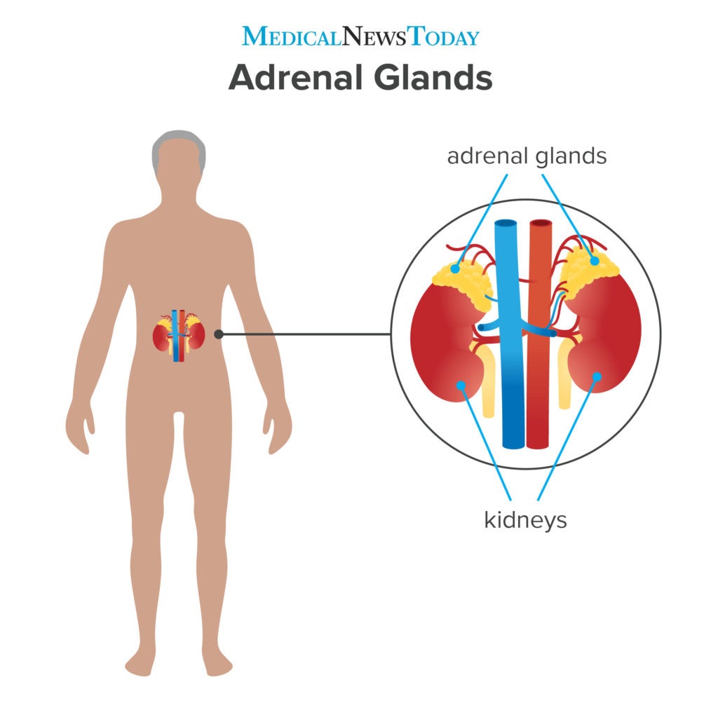 hormones released by adrenal gland