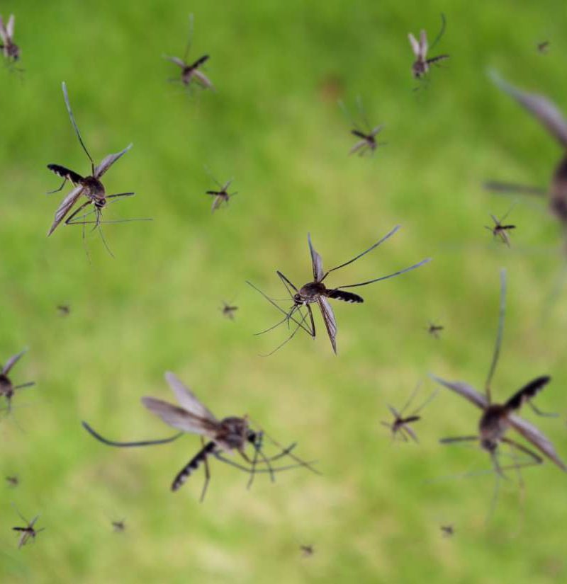 Can graphene help fight mosquito bites?