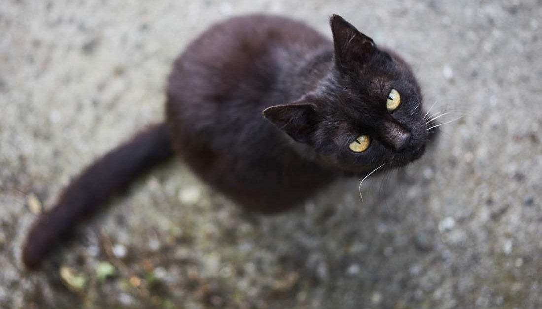 Black Cat Superstition Telegraph