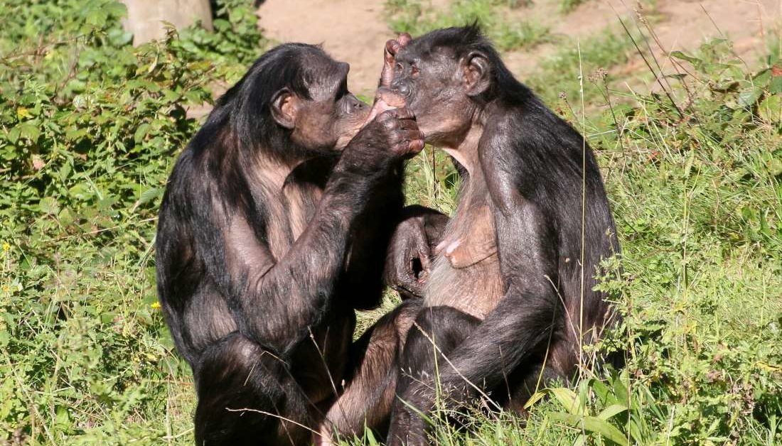 Why do female bonobos have more sex with each other than with males?