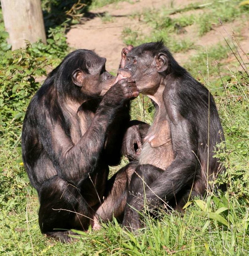 Why do female bonobos have more sex with each other than with males?