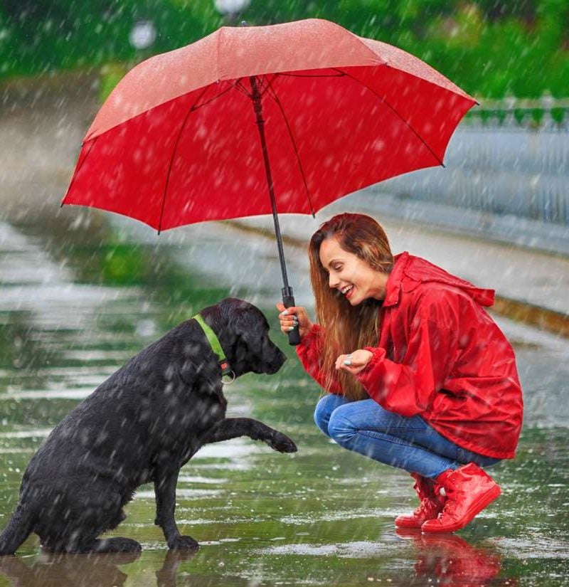 Letter from the Editor: It's raining cats and dogs