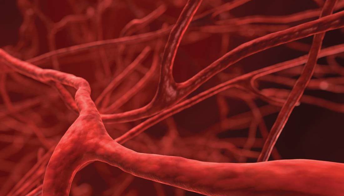 Medical Terminology For Blood Vessel