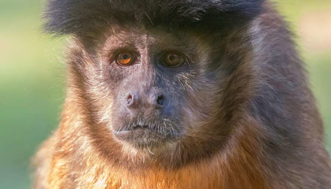 Monkeys Outperform Humans When It Comes To Cognitive Flexibility