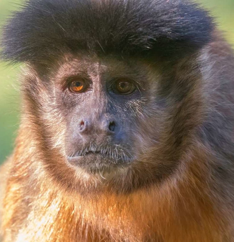I like monkey. Палитра обезьяна jpg.