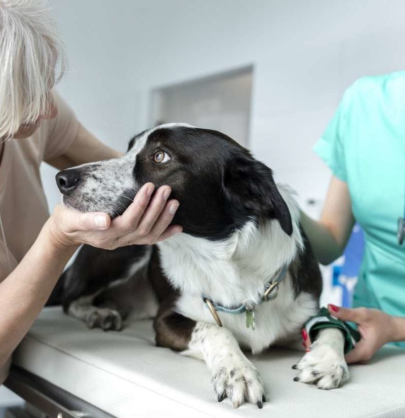 how do vets treat urinary tract infection in dogs