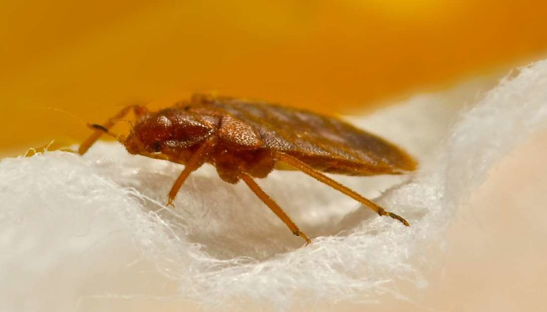 "Jumping to Conclusions: The Bizarre World of Bed Bug Movements"