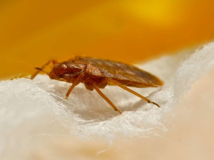 How to Get Rid of Bed Bugs: A Do-it-Yourself Guide