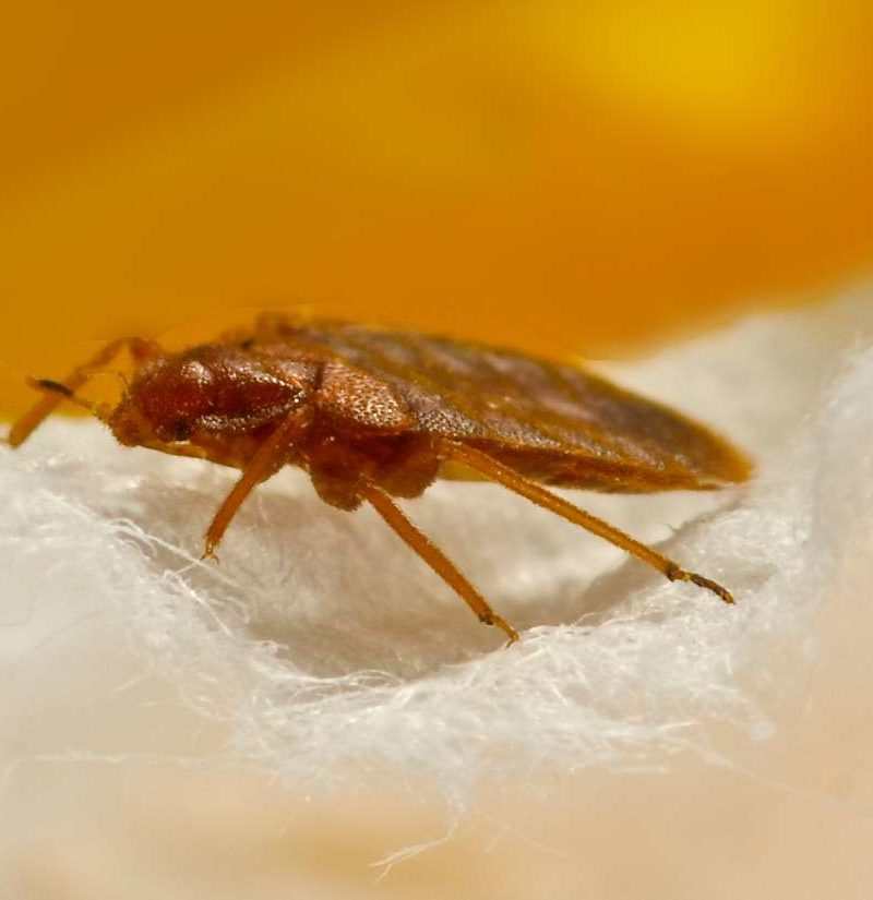 Bed Bug Bounce: Debunking the Jumping Myth