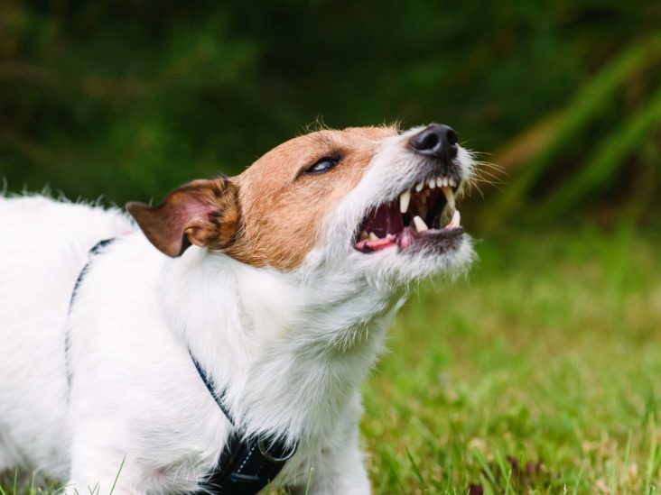 what happens if a dog bites you uk