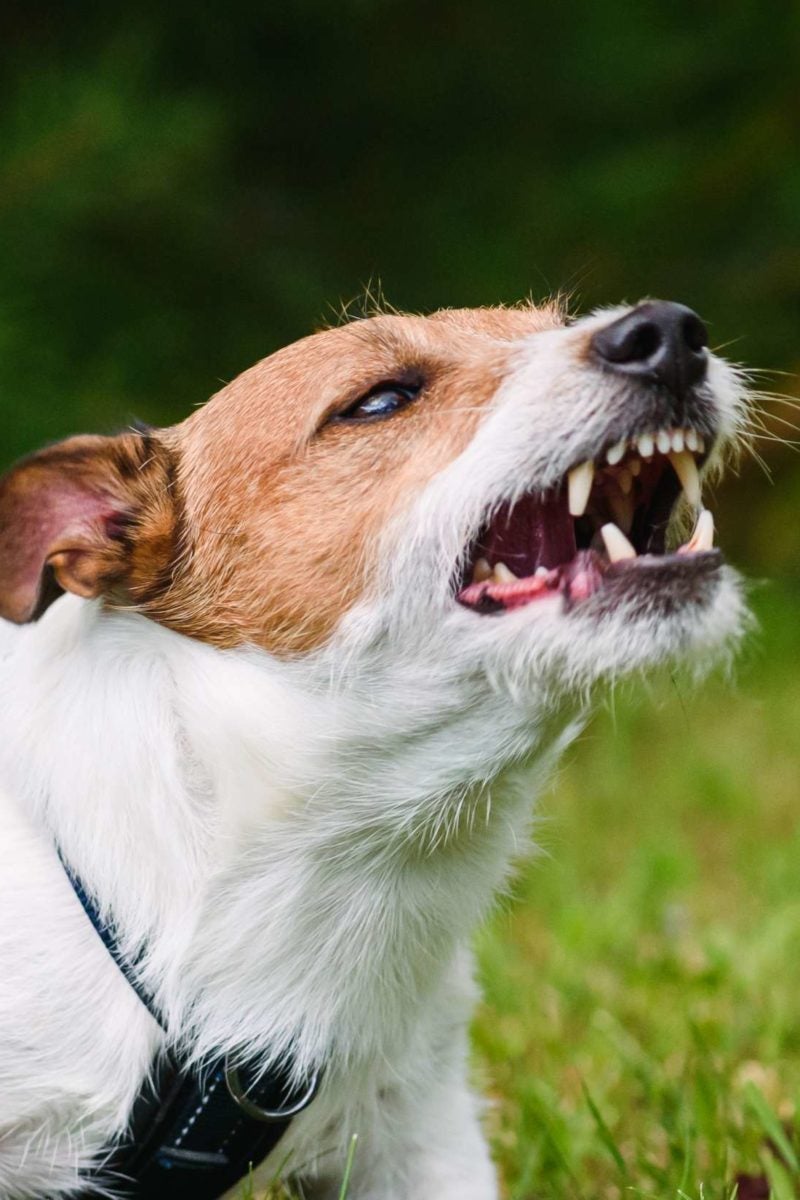 what happens if a dog gets rabies