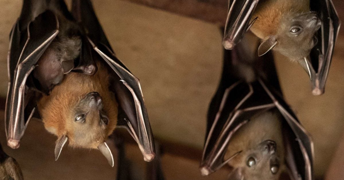 Gut bacteria: How bats 'shift the paradigm'
