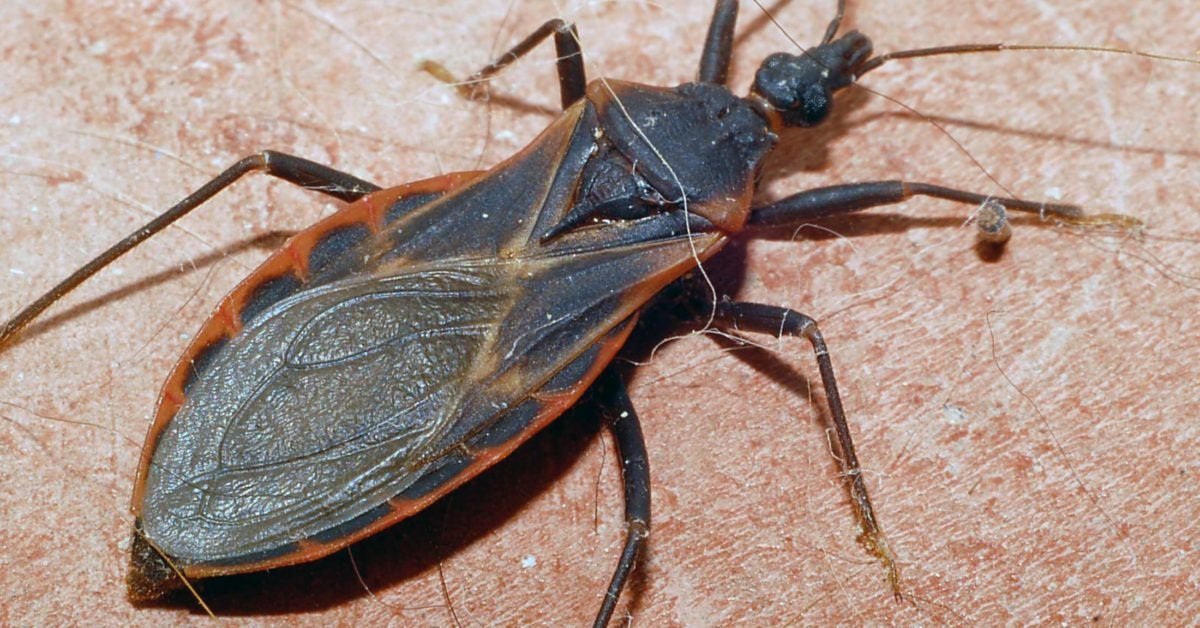 Bug Bug (2006)