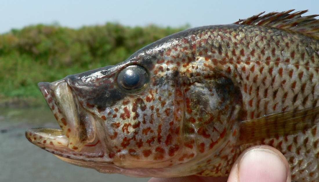 Researchers find over 40 new species of fish in one lake