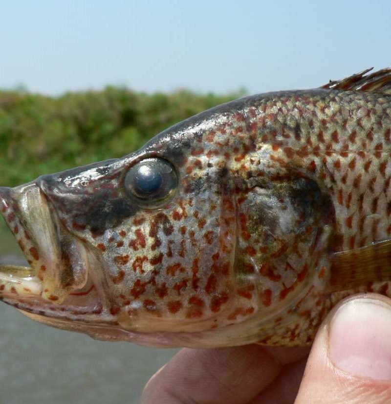 freshwater fish species