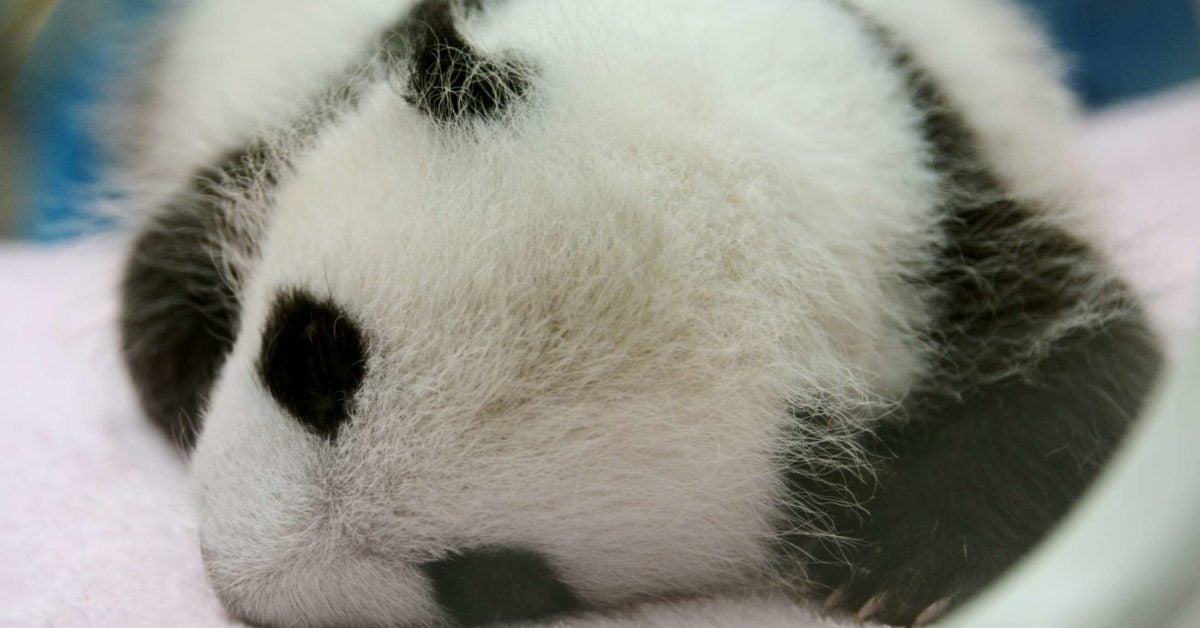 Why are baby pandas so small? Study explores