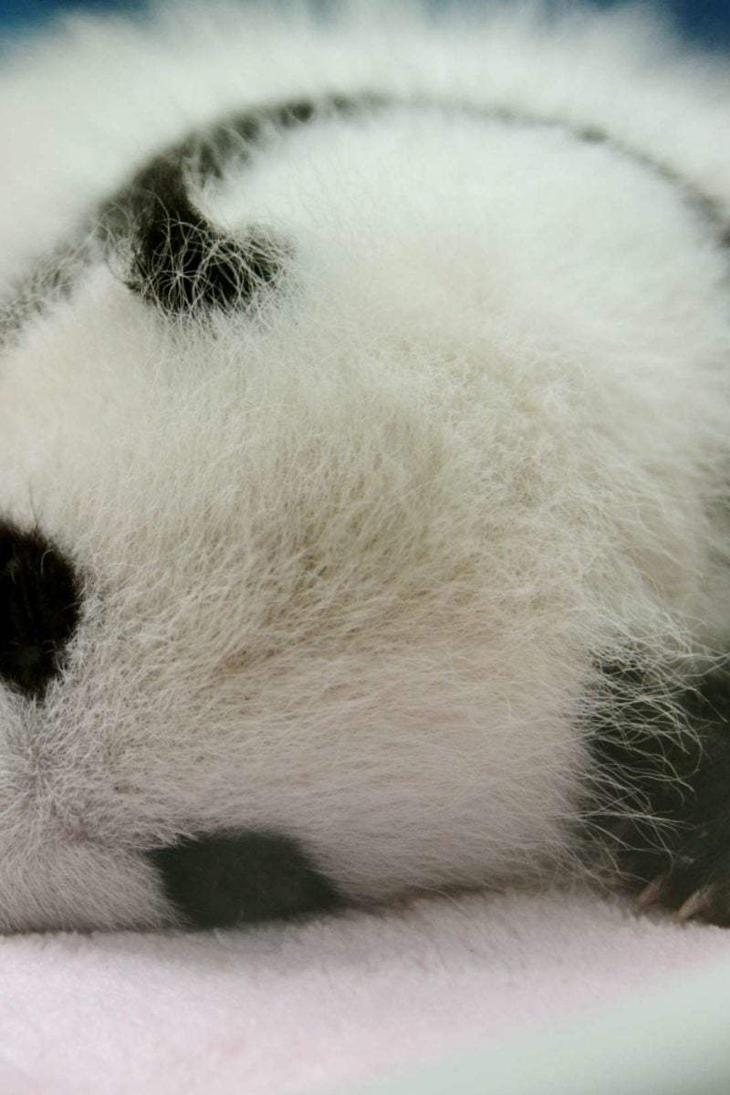 baby giant pandas