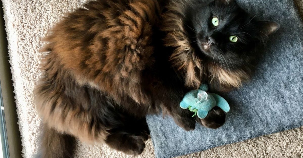 What is Catnip & What Does It Do to My Cat?