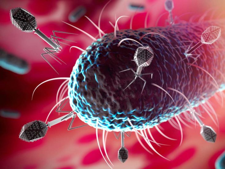 Phages Dont Need Bacteria to Enter the Body, News