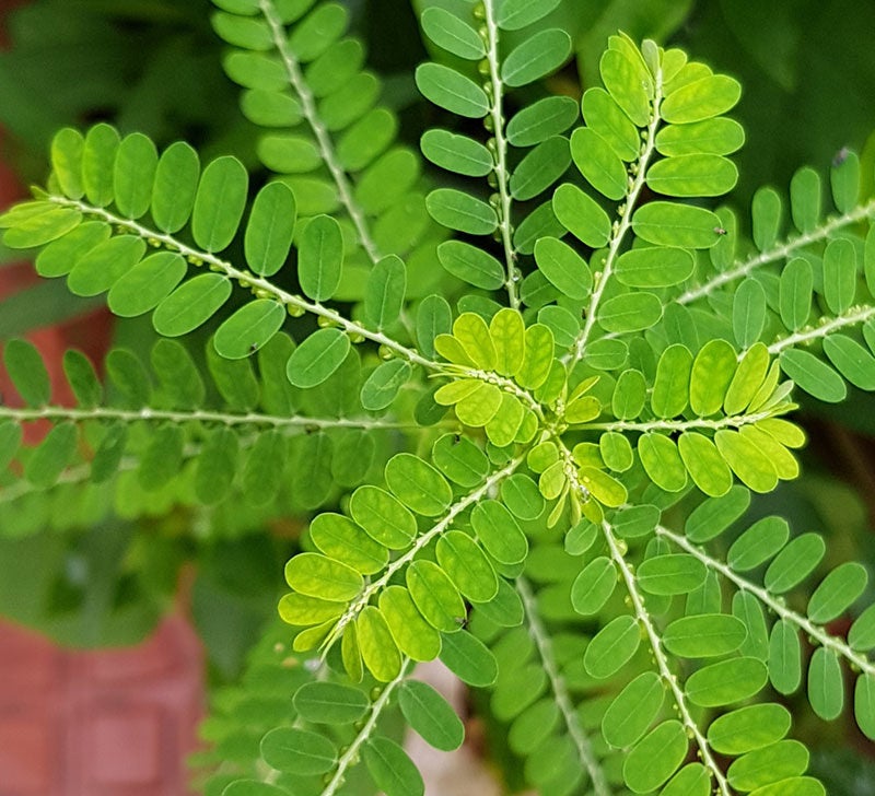 phyllanthus niruri benefits