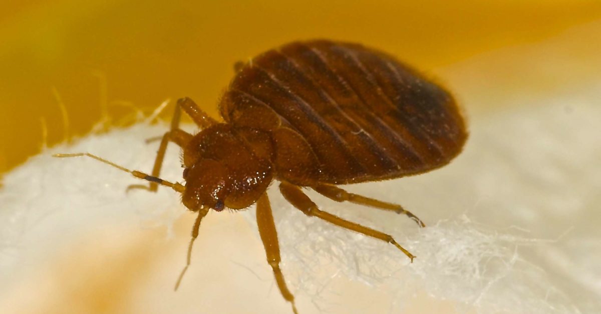 can bed bugs live in your hair and stay