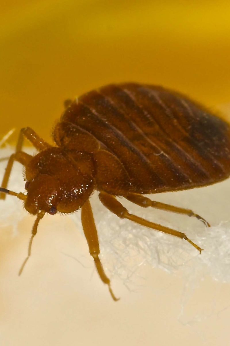 Bedbugs: Symptoms, treatment, and removal