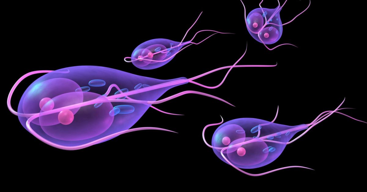 giardia parasite human symptoms)