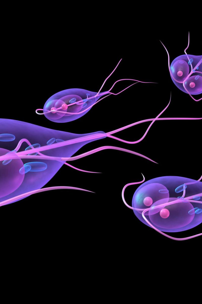 giardia exposure in pregnancy