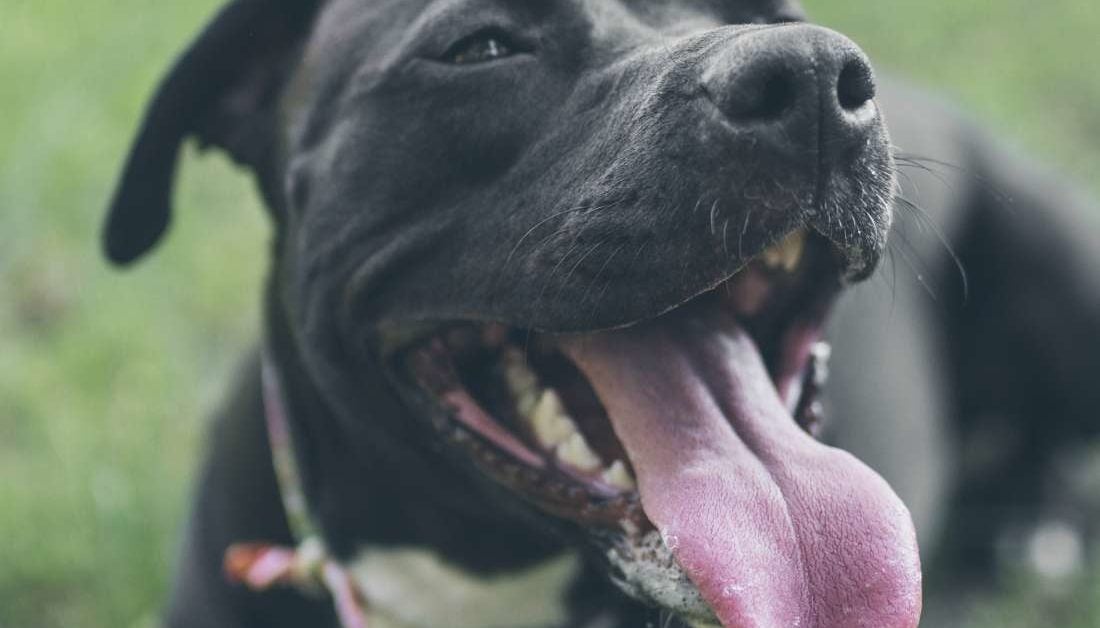 types of rabies in dogs