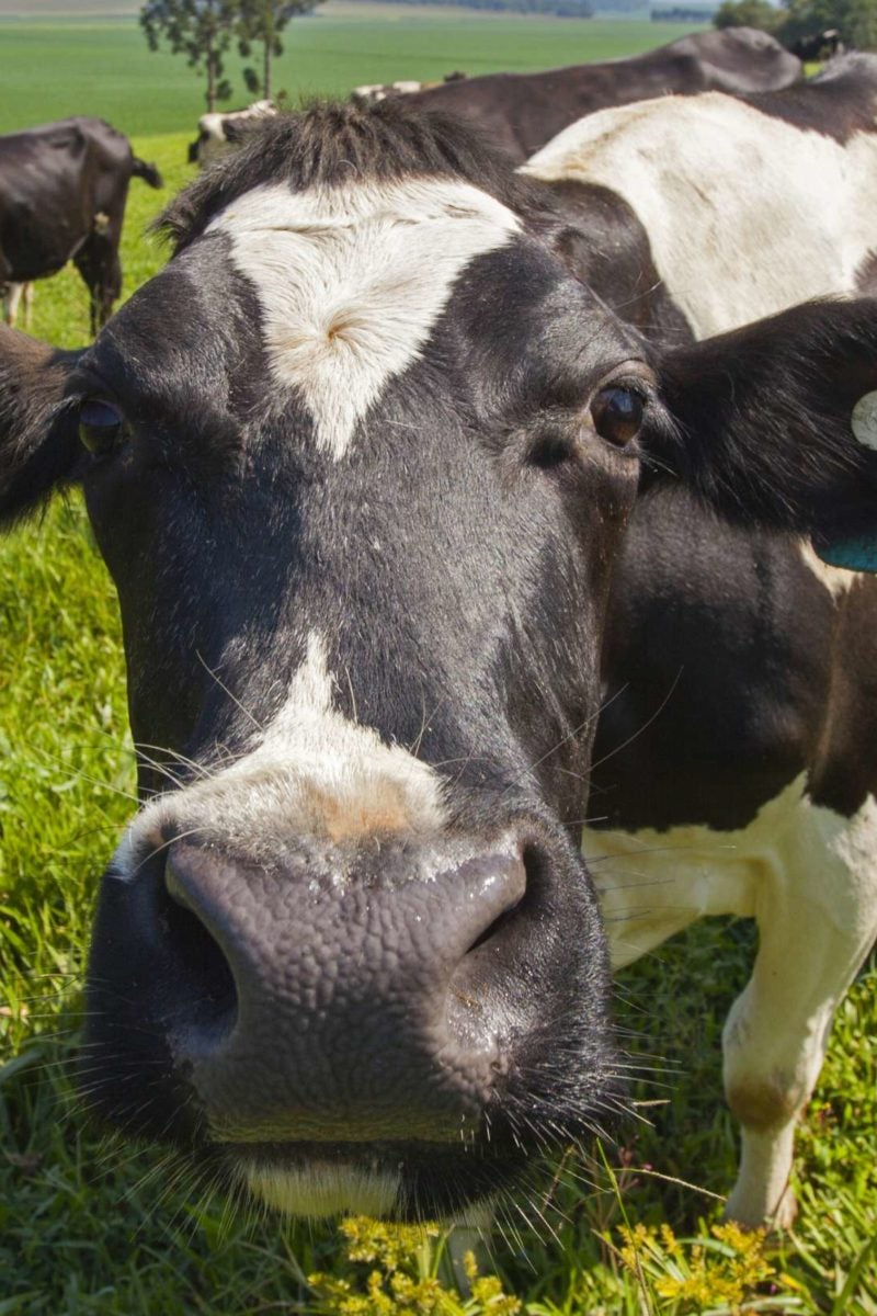 Prions That Cause Mad Cow Disease Can Spread Through Air