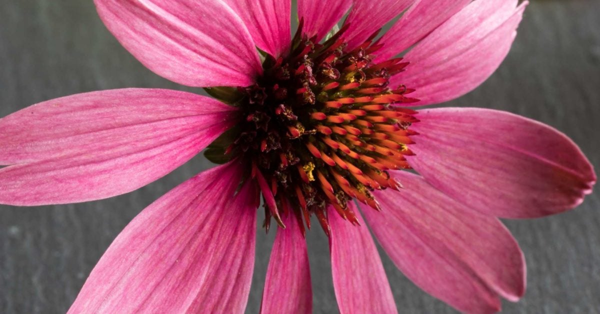 echinacea-benefits-uses-side-effects-and-effectiveness