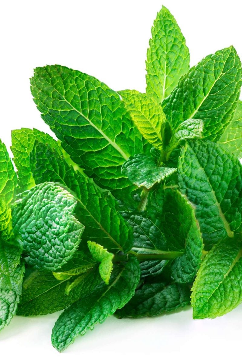 Benefits of Mint Leaves  बल और तवच क लए पदन क पततय क लभ   Benefits of Mint Leaves  Benefits of Mint Leaves for Hair and Skin  TV9  Bharatvarsh