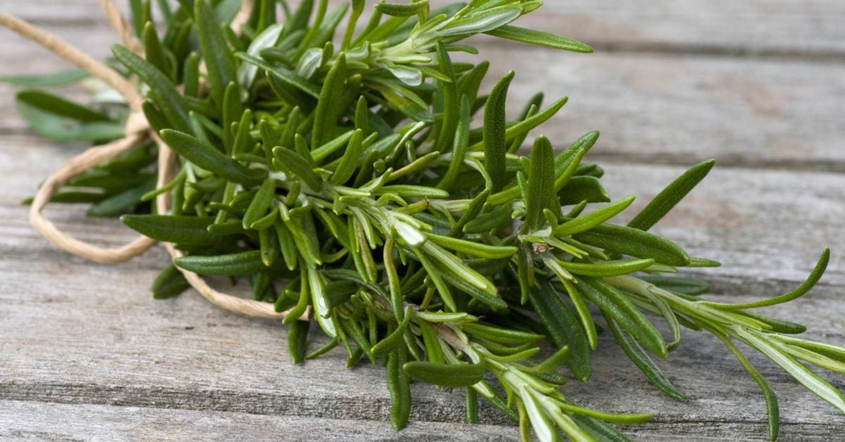 Rosemary: Health benefits, precautions, and drug interactions