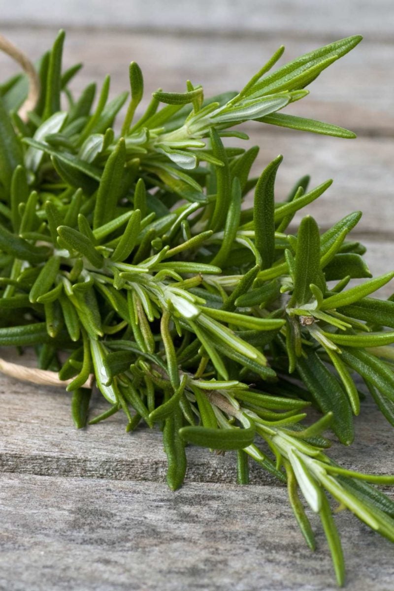 rosemary leaves tea