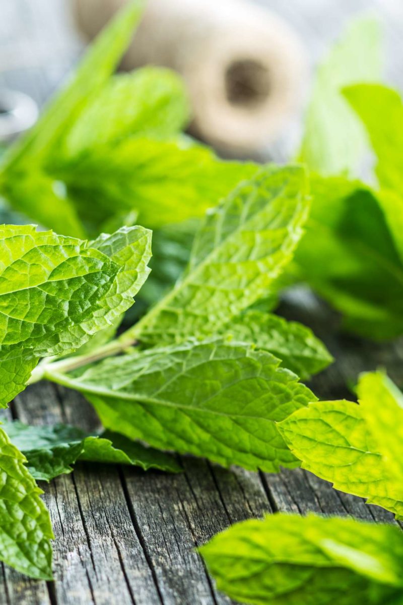 8 powerful benefits of mint leaves you can't ignore