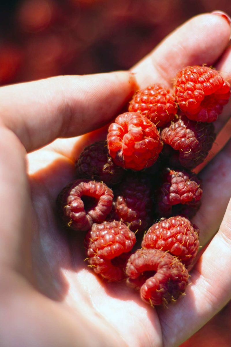 Red Raspberry vs. Black Raspberry: What's the Difference?