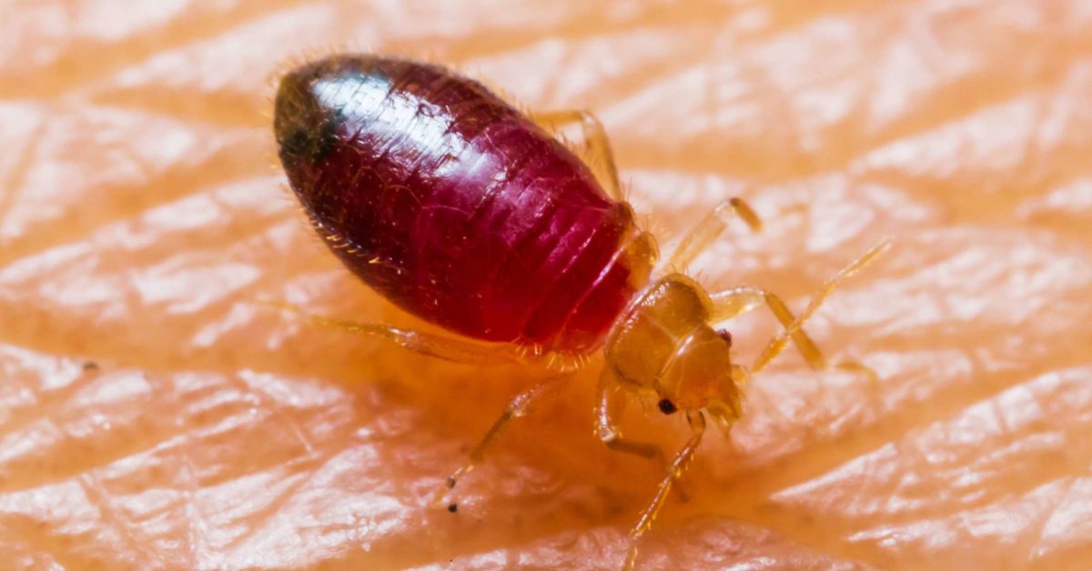 Getting rid of bed bugs: Natural measures, chemicals, and pest control