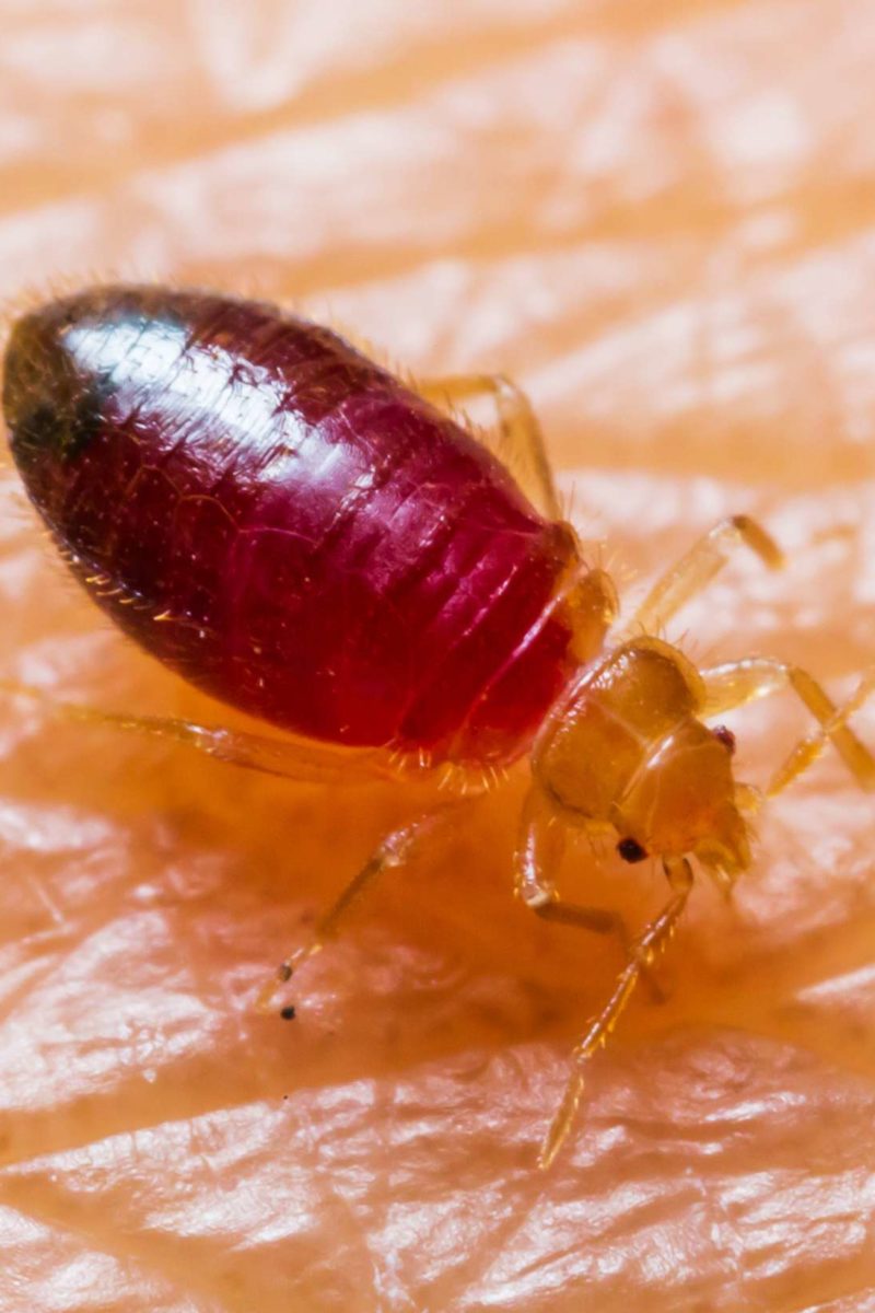 How to Use Bed Bug Covers (Bed Bug Elimination & Prevention) 