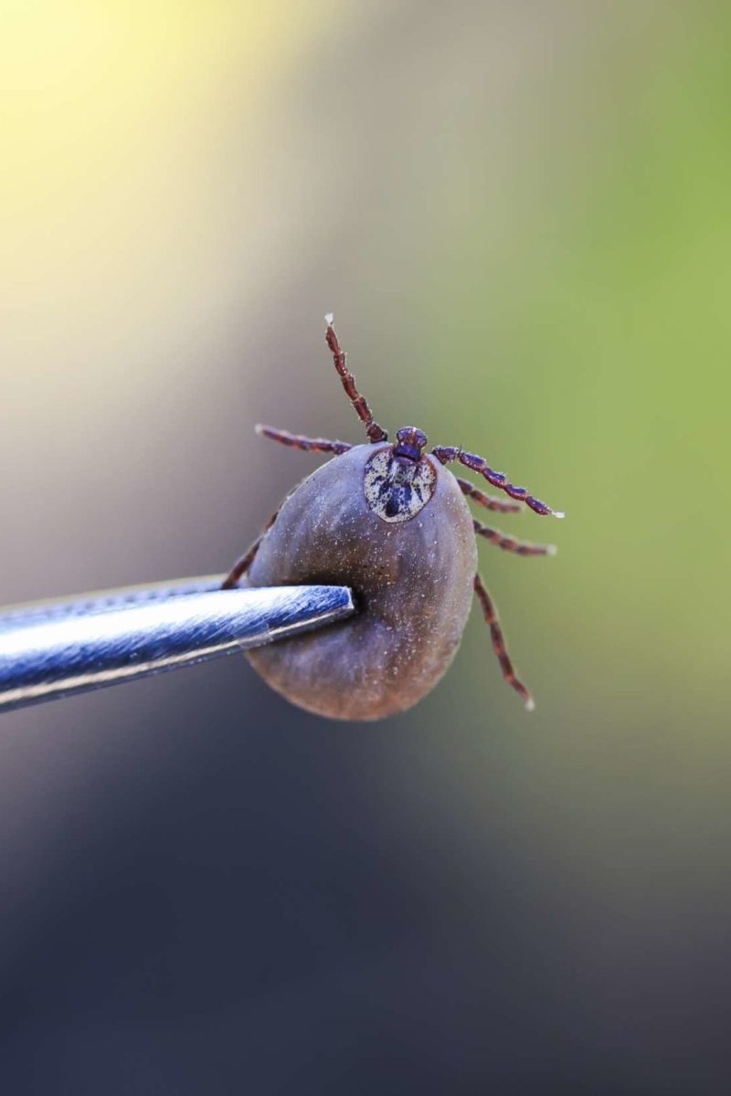 can ticks get stuck in dogs skin