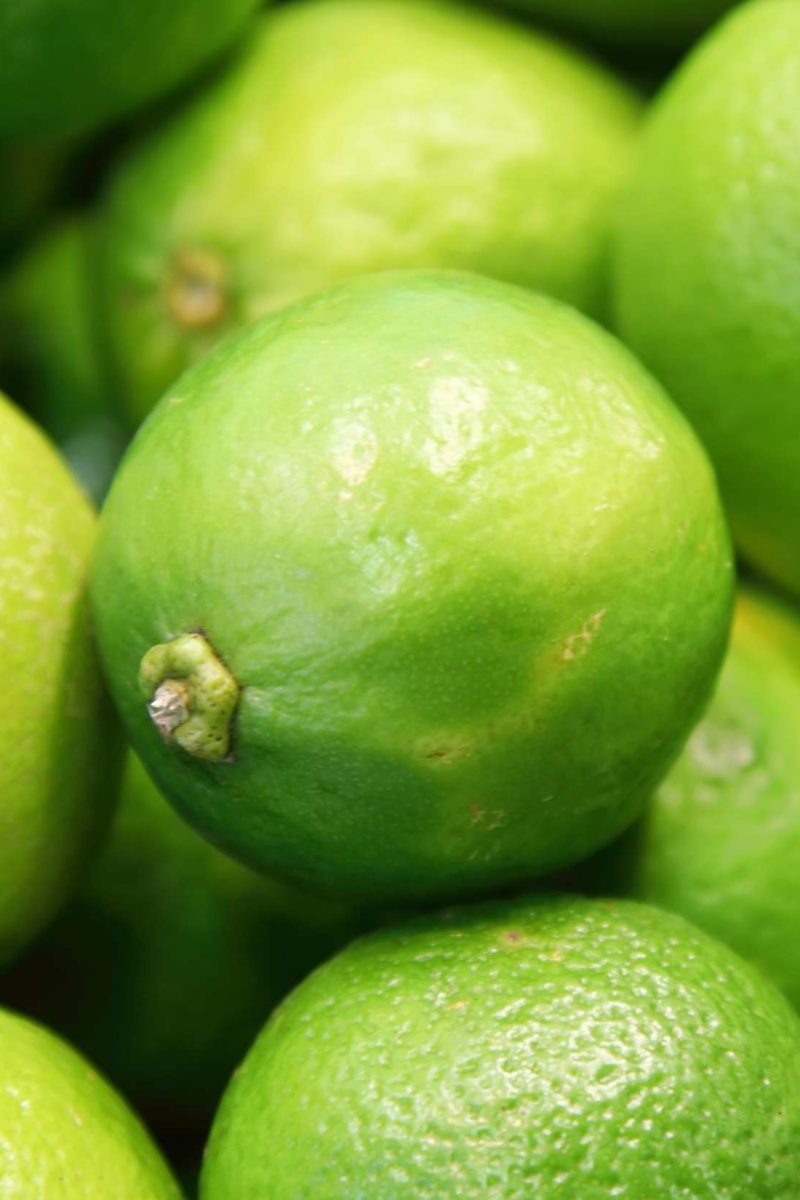 Green Lime 100  fresh Seeds Bulk Sale