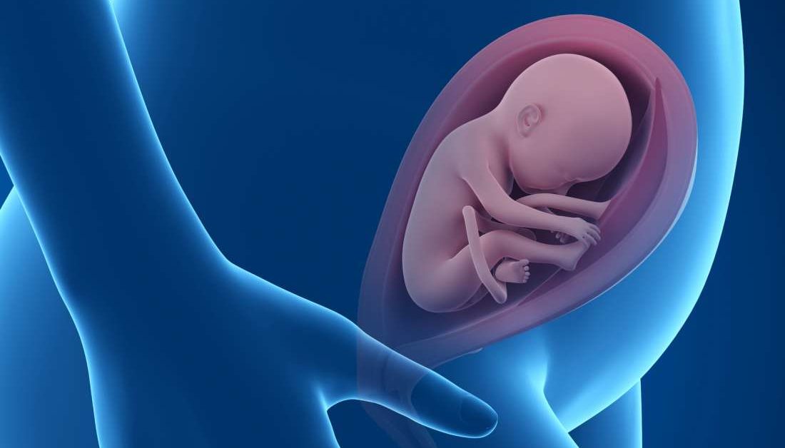 25 Weeks Pregnant Symptoms Hormones Baby Development